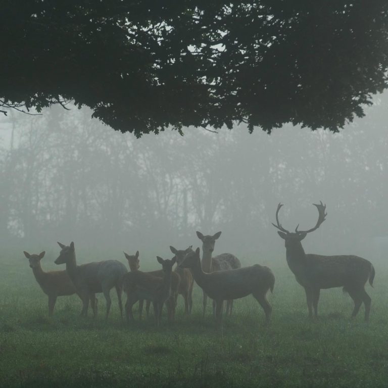 British Wildlife Centre 768x768