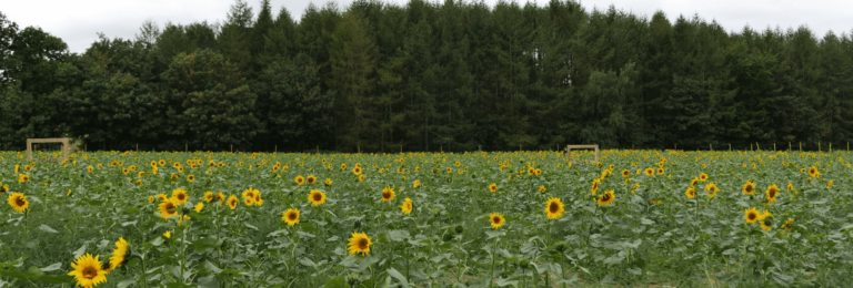 tulleys farm sunflowers 768x260
