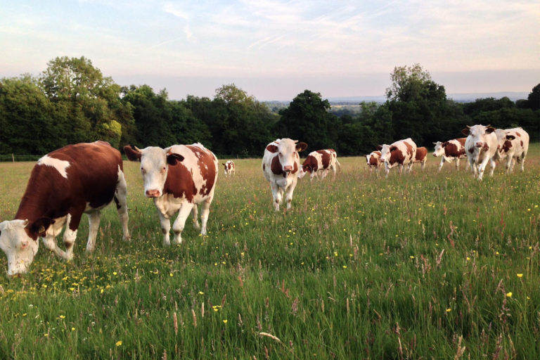plaw hatch farm 768x512