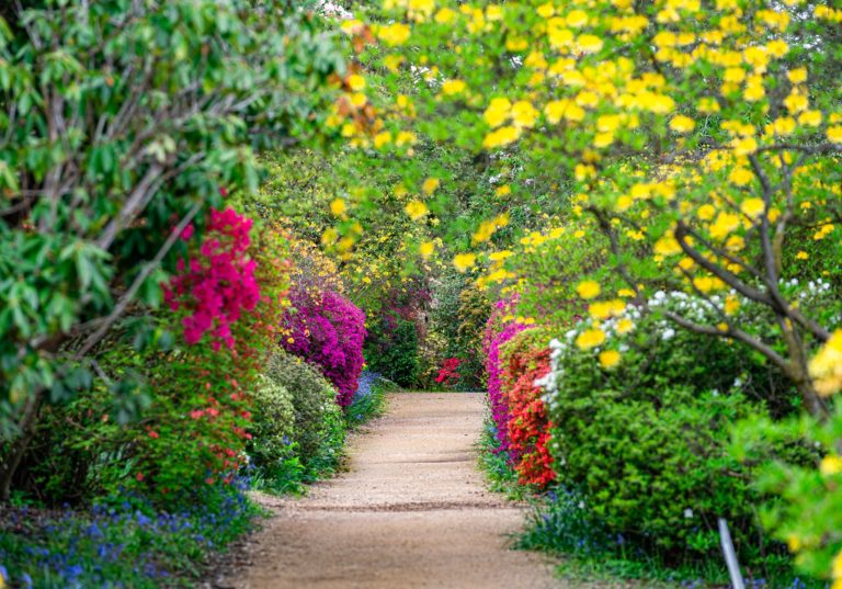 a little bit about leonardslee house gardens 768x537